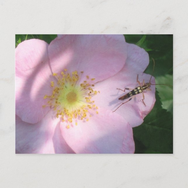 Wild Rose Postcard (Front)