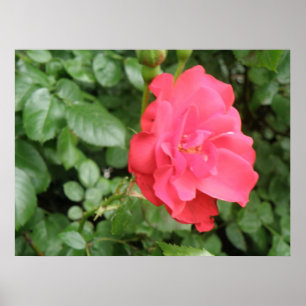 Wild Rose Poster