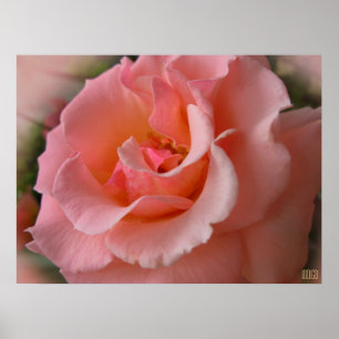 Wild Rose Poster Print Beautiful Flower Art Print