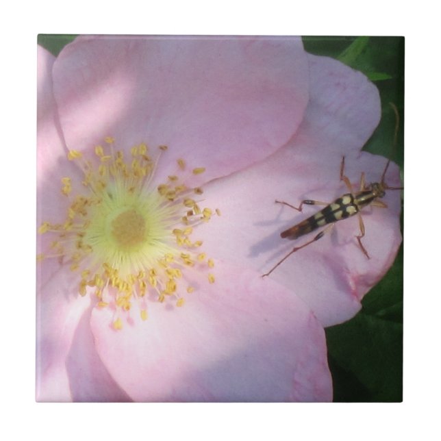 Wild Rose Tile (Front)