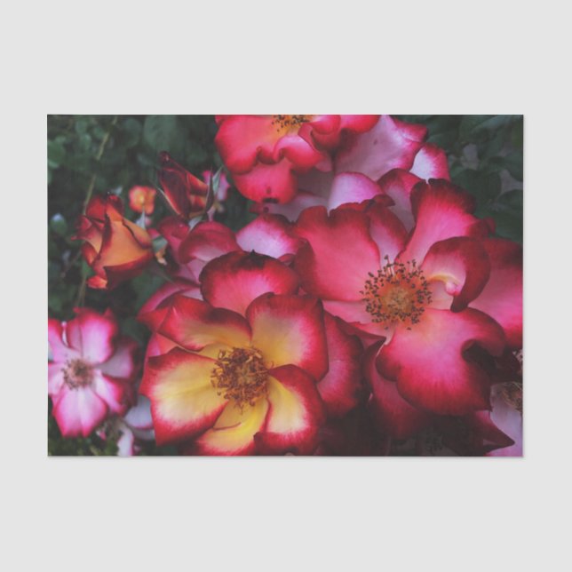 Wild Roses Tissue Paper (Front)