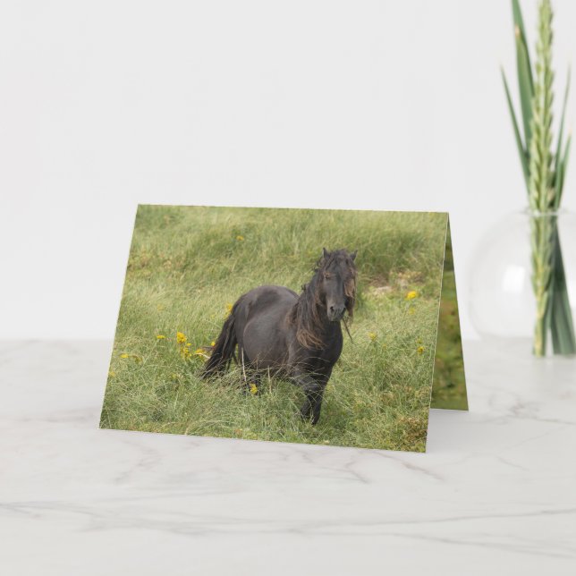 Wild Sable Island Stallion Greeting Card (Front)