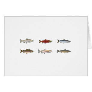 Wild Salmon