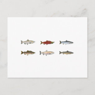 Wild Salmon Postcard