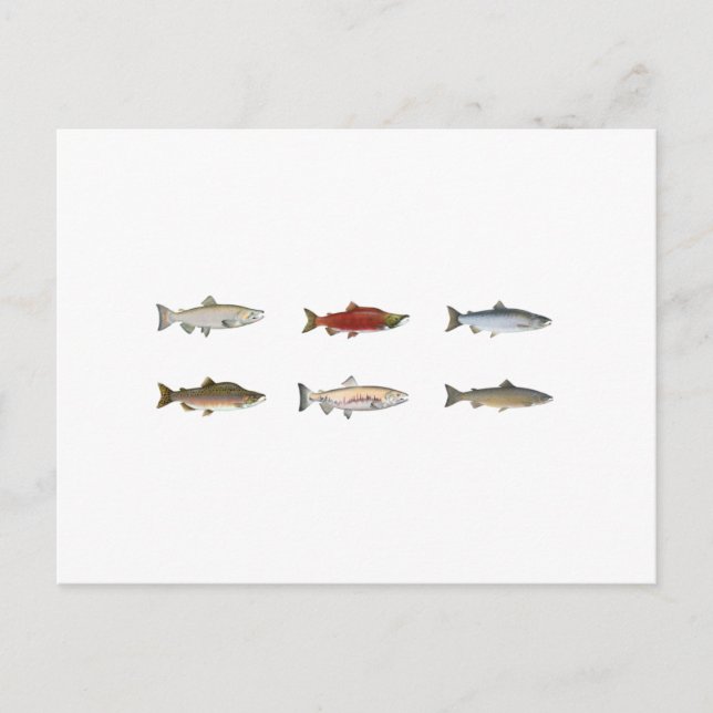Wild Salmon Postcard (Front)