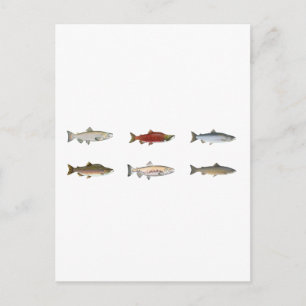 Wild Salmon Postcard