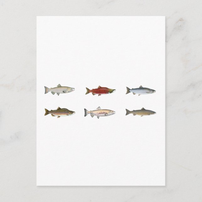 Wild Salmon Postcard (Front)