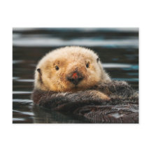 Wild Sea Otter Portrait Postcard