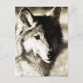 Wild   Series 19 Postcard