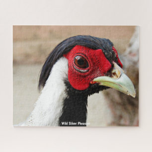 Wild Silver Pheasant Jigsaw Puzzle