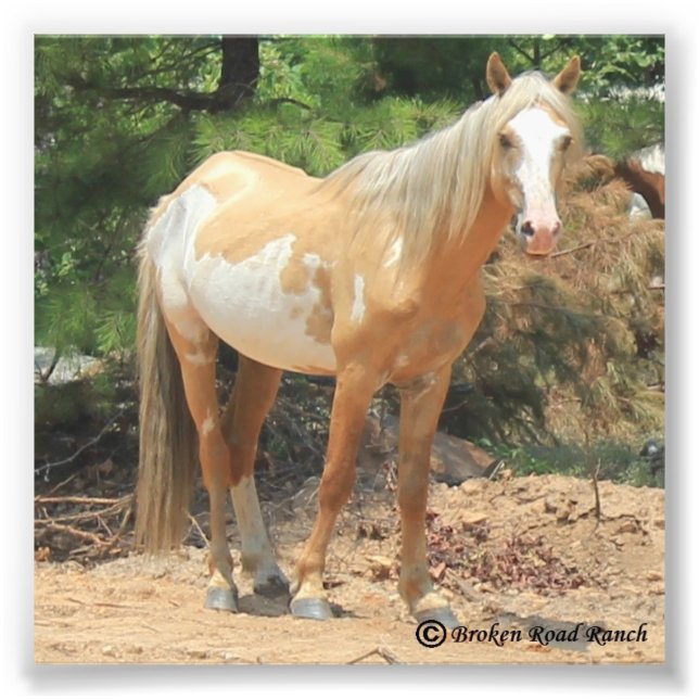Wild Spanish Mustang Print (Front)