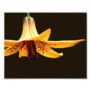 Wild Spotted Canadian Lily Flower 8x10 Photo Print