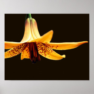 Wild Spotted Canadian Lily Flower Poster