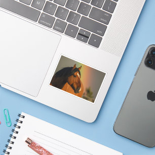 Wild Stallion, Golden Light and Rainbow