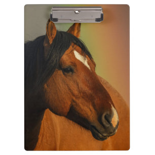 Wild Stallion, Golden Light and Rainbow Clipboard