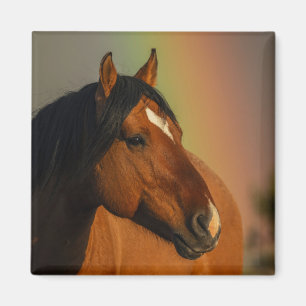 Wild Stallion, Golden Light and Rainbow Magnet
