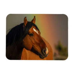 Wild Stallion, Golden Light and Rainbow Magnet