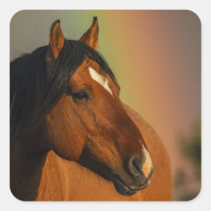 Wild Stallion, Golden Light and Rainbow Square Sticker