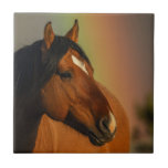 Wild Stallion, Golden Light and Rainbow Tile<br><div class="desc">Wild Stallion,  Golden Light and Rainbow</div>