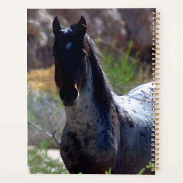 Wild Stallion in Utah (Dos)