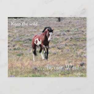 Wild Stallion, Pre-addressed: Sec of the Interior Postcard
