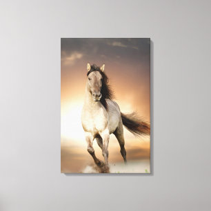 Wild Stallion Running In Sunset Canvas Print