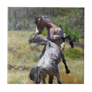 Wild Stallions Fighting Theodore Roosevelt NP Tile