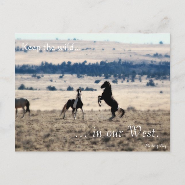 Wild Stallions, Pre-addressed: Sec of the Interior Postcard (Front)
