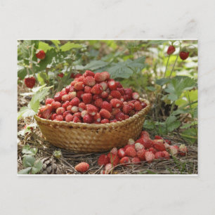 wild strawberries postcard