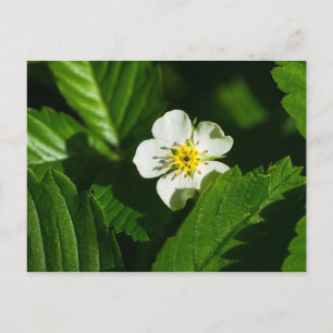 Wild Strawberry Flower Postcard