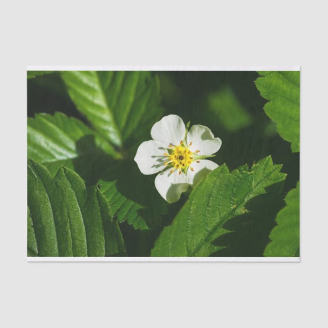 Wild Strawberry Flower Tissue Paper (Front)