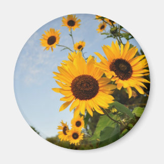 Wild Sunflowers Magnet