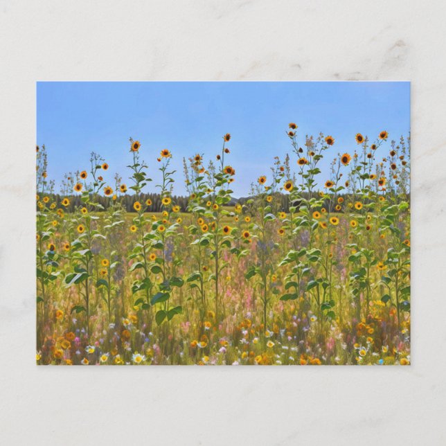 Wild Sunflowers on a Farm Fence Postcard (Front)