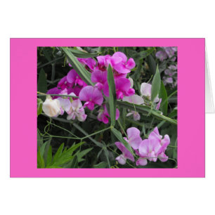 wild sweet peas