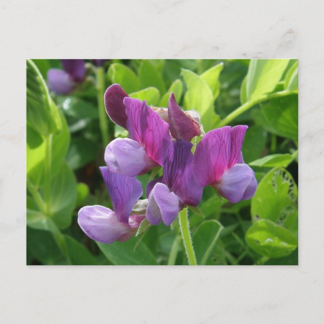 Wild Sweet Peas, Unalaska Island Postcard (Front)
