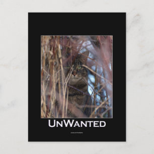 Wild Tabby Cat Demotivational Animal Postcard