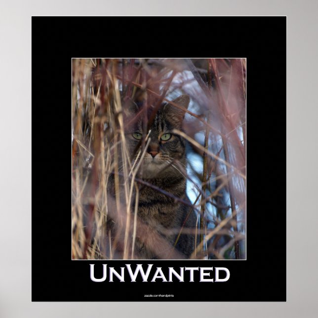 Wild Tabby Cat Demotivational Animal Poster (Front)