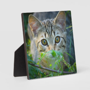 Wild Tabby Cat in Grass Wrapping Paper — Nature Plaque