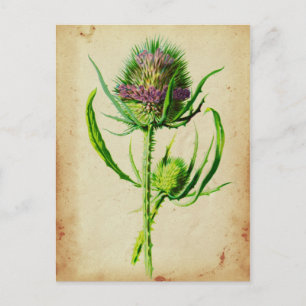 Wild Teasel - Dipsacus sylvestris Postcard