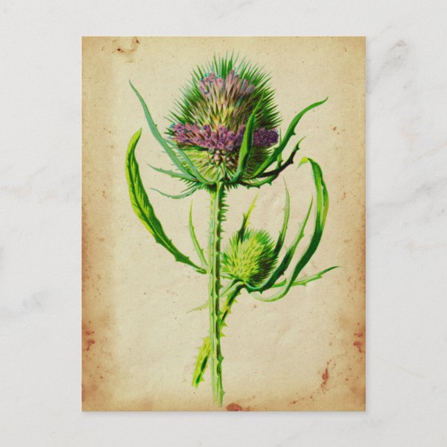 Wild Teasel - Dipsacus sylvestris Postcard (Front)