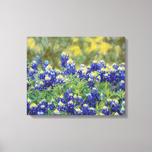 Wild Texas Bluebonnet Flowers Canvas Art Print