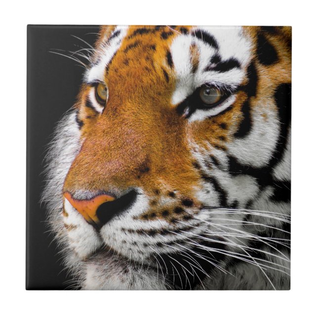 Wild Tiger Eyes Tile (Front)