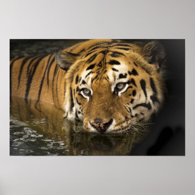 Wild Tiger Safari Jungle Artwork Photo Poster (Devant)