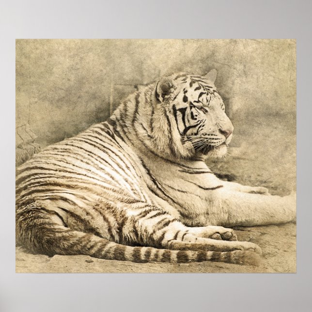 Wild Tiger Safari Jungle Artwork Photo Poster (Front)