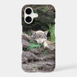 Wild Timber Wolf Cub in Den
