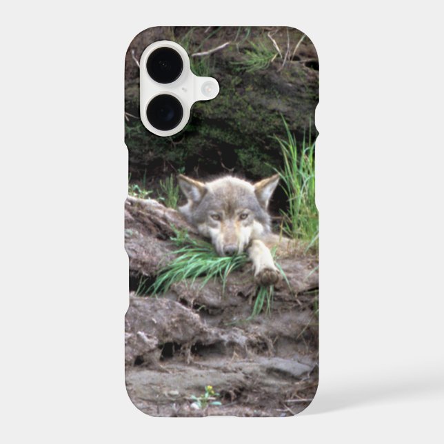 Wild Timber Wolf Cub in Den (Back)