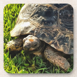 Wild Tortoise In Grass Meadow Coaster
