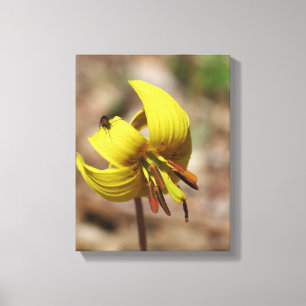 Wild Trout Lily Flower And Firefly Friend Canvas Print
