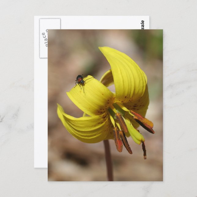 Wild Trout Lily Flower And Friend Personalized Postcard (Front/Back)