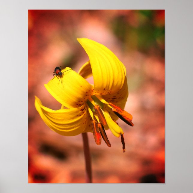 Wild Trout Lily Flower And Insect Friend Tinted Poster (Front)